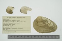 Pleurobema clava image