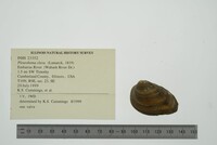 Pleurobema clava image