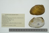 Pleurobema clava image