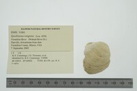 Epioblasma rangiana image