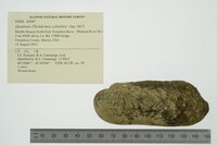 Theliderma cylindrica image