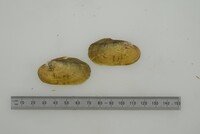 Friersonia iridella image