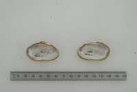 Friersonia iridella image