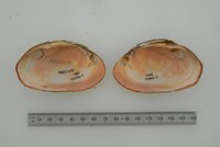Disconaias fimbriata image