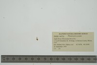 Pleurocera acuta image
