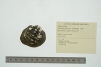Quadrula quadrula image