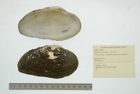 Strophitus undulatus image