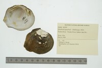 Quadrula quadrula image