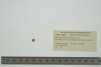 Media resource of Glyphyalinia indentata