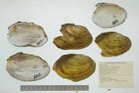 Leptodea fragilis image