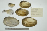 Leptodea fragilis image