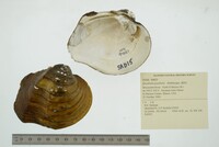 Quadrula quadrula image