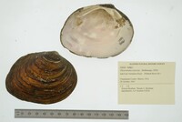 Pleurobema sintoxia image