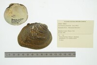 Cyclonaias pustulosa image