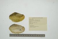 Leptodea fragilis image