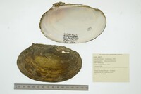 Leptodea fragilis image