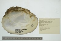 Lasmigona complanata image