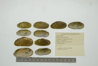 Medionidus conradicus image
