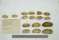 Medionidus conradicus image