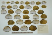 Epioblasma brevidens image