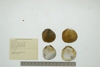 Cyclonaias pustulosa image