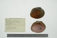 Pleurobema sintoxia image