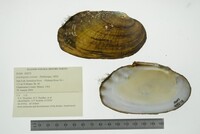 Lasmigona costata image