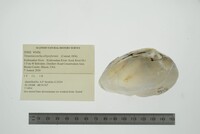 Venustaconcha ellipsiformis image