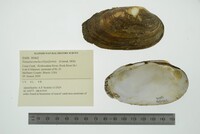 Venustaconcha ellipsiformis image