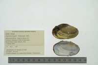 Leptodea fragilis image