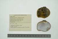 Quadrula quadrula image
