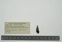 Pleurocera acuta image