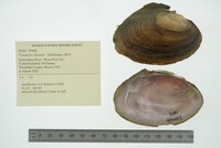 Potamilus ohiensis image