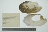 Lampsilis siliquoidea image
