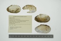 Venustaconcha ellipsiformis image