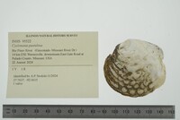 Cyclonaias pustulosa image