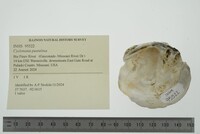 Cyclonaias pustulosa image