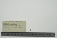 Image of Somatogyrus integra