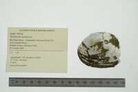 Theliderma metanevra image