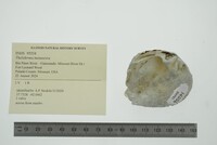Theliderma metanevra image