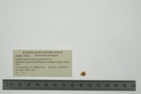 Planorbula armigera image