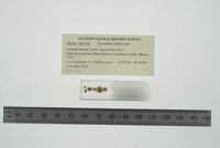 Gyraulus deflectus image
