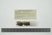 Planorbella trivolvis image
