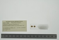 Planorbula armigera image