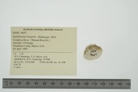 Epioblasma triquetra image
