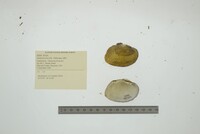 Lampsilis fasciola image