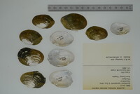 Epioblasma capsaeformis image