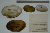 Lampsilis siliquoidea image