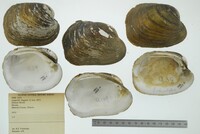 Lampsilis higginsii image