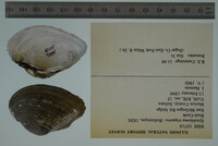 Epioblasma triquetra image